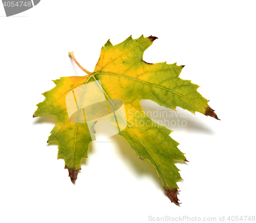 Image of Autumn yellowed leaf