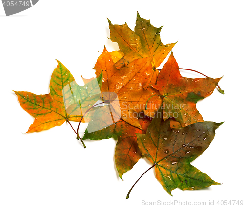 Image of Autumn multicolor maple-leafs with water drops