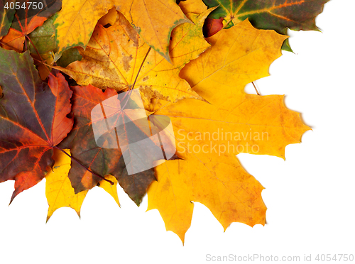Image of Autumn multicolor maple-leafs