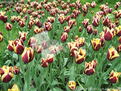 Image of Lot of tulips