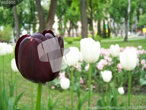 Image of Loneliness of purple tulip