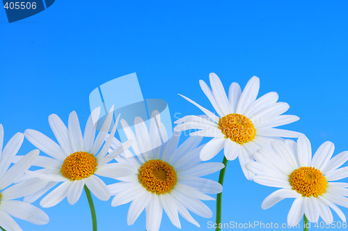 Image of Daisy flowers on blue background