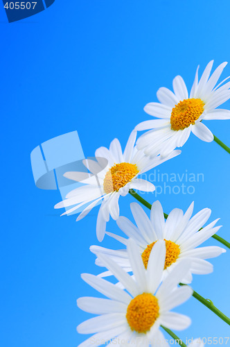 Image of Daisy flowers on blue background