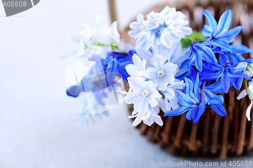 Image of First spring flowers