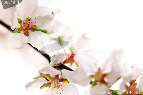 Image of Pink cherry blossom