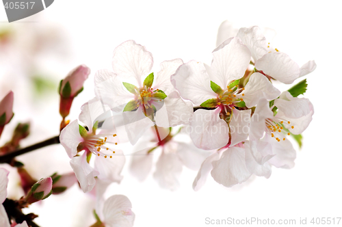 Image of Pink cherry blossom