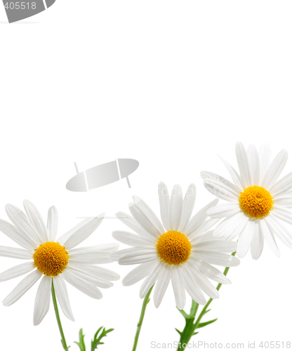 Image of Daisies on white background