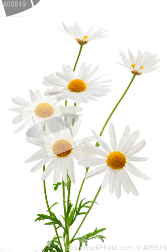 Image of Daisies on white background