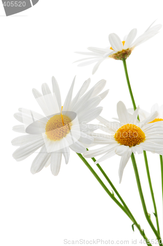 Image of Daisies on white background