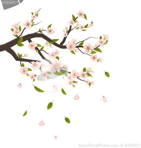 Image of  Cherry Blossom, Branch of Tree with Flying Petals Isolated on W