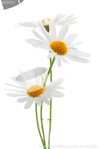Image of Daisies on white background