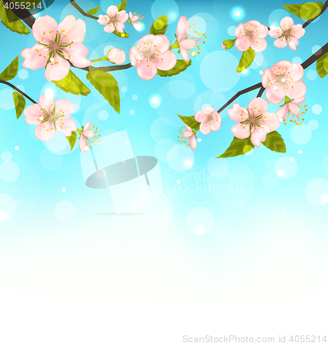 Image of Cherry Blossom, Branches of Tree, Natural Glowing Background