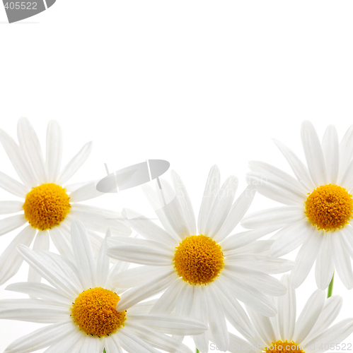 Image of Daisies on white background