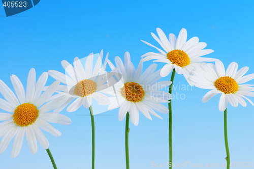 Image of Daisy flowers on blue background