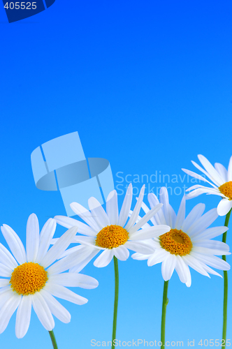 Image of Daisy flowers on blue background