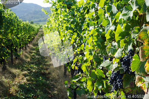 Image of Vineyard in Alsace in France