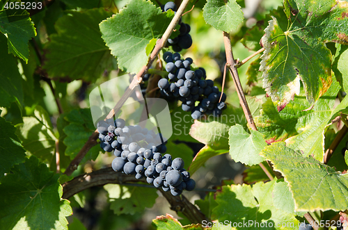 Image of Grapewines ready for harvest