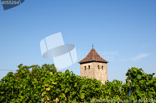 Image of French vineyard in Dambach-la-Ville