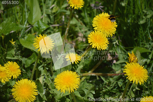 Image of Dandelions and Bee