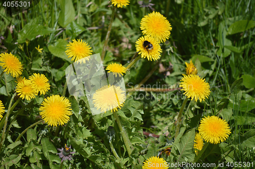 Image of Dandelions and Bee