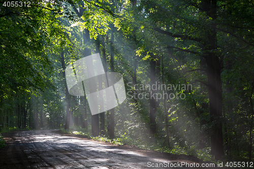 Image of Old deciduous forest with beams of light entering