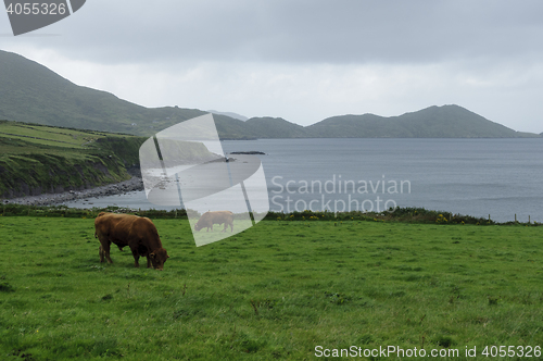 Image of Irish coast landscape