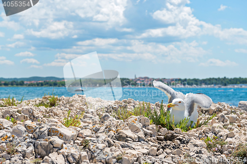 Image of Seagull on the beach in Istria