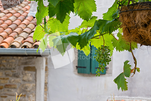 Image of Bunch of grapes with green leaves