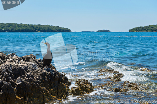 Image of Cormorant on the beach in Istria