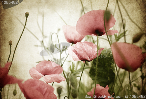 Image of vintage poppies