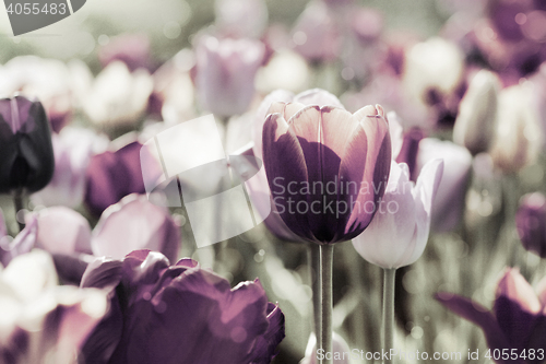 Image of tinted tulips concept