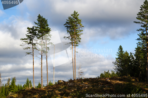 Image of Group of tall pine trees