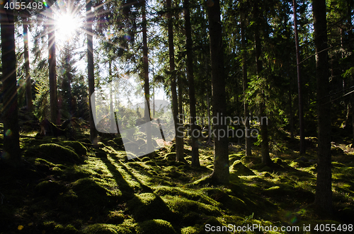 Image of Sunshine i a green mossy forest