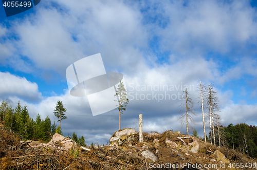 Image of Left standing trees in a clear cut area