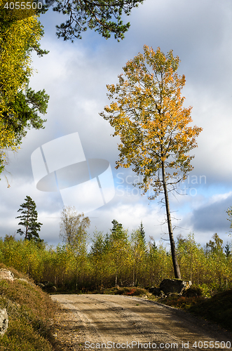 Image of Glowing aspen tree by roadside