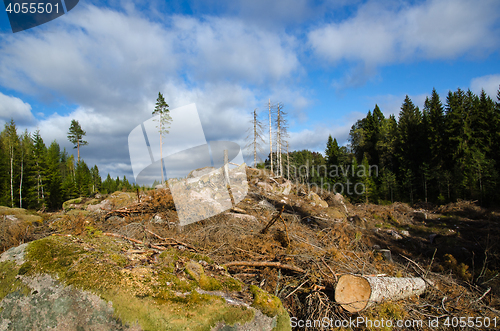 Image of Newly clear cut forest area