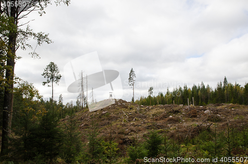 Image of Clear cut forest area