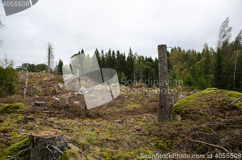 Image of Stumps in a clear-cut forest