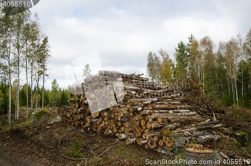 Image of Woodpile of birch tree logs