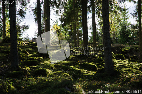 Image of Backlit mossy forest ground