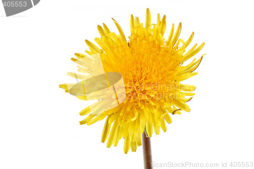 Image of Dandelion