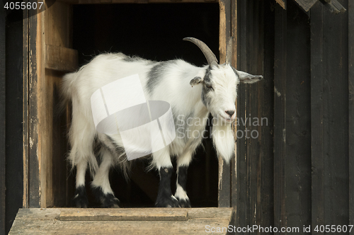 Image of Goat