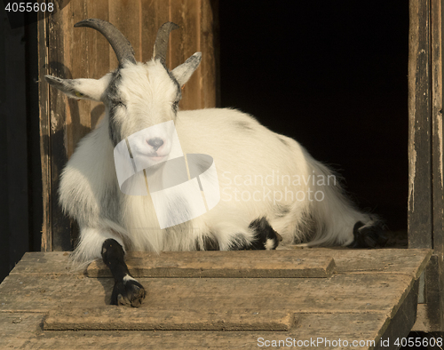 Image of Goat