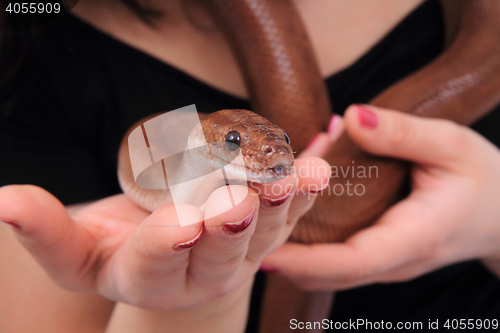 Image of rainbow boa snake and human hands