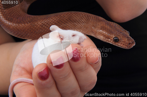 Image of rainbow boa snake and his friend mouse