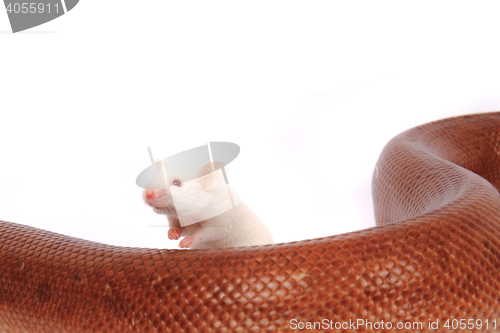 Image of rainbow boa snake and his friend mouse