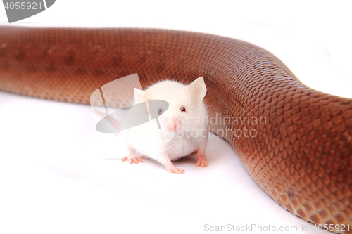 Image of rainbow boa snake and his friend mouse