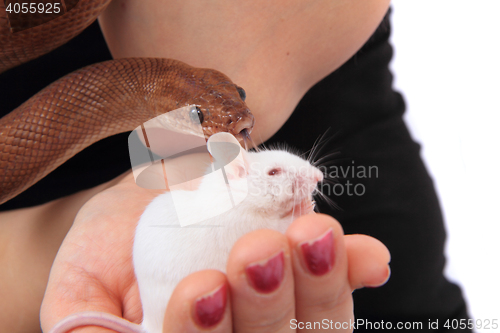 Image of rainbow boa snake and his friend mouse