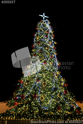 Image of tree in Ostrava city