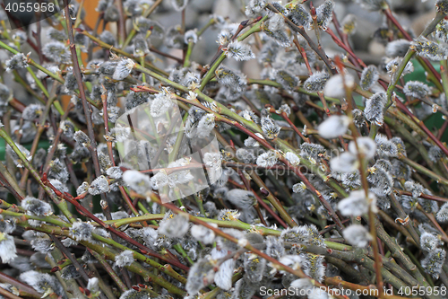 Image of Willow twigs texture